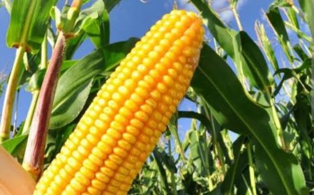 We Need Subsidized Yara Fertilizer-Trans-Nzoia Farmers