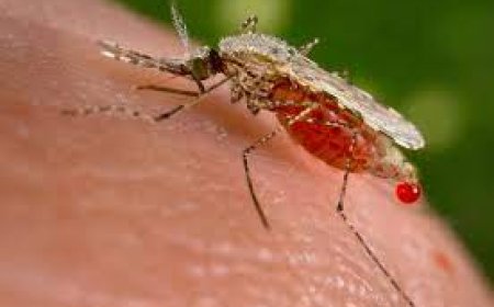 Climate change is a contributor to Malaria transmission in Kenya