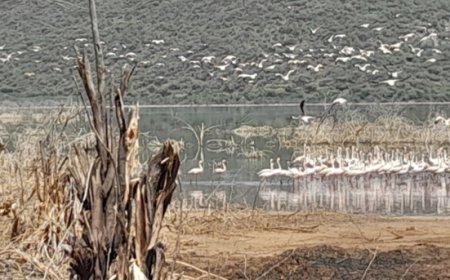 Kenya's Lake Bogoria, Home of Millions of Flamingos
