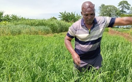 Millet, Soghum Facing Extinction North Rift