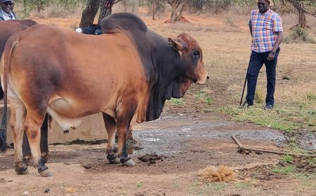 Is Chelugui eying a comeback in Baringo?