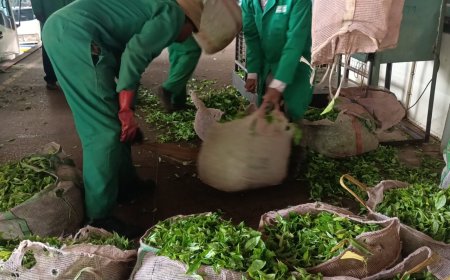 PS Efforts to Revamp Tea Farms, Boost Farmers Returns