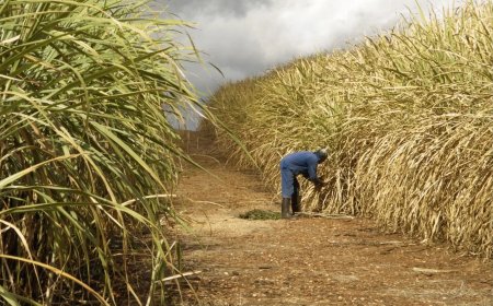 Stop Sidelining Us, Farmers Association tells Kenya Sugar Board