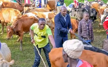 Smiles as UDA Brigade Help Revamp Cattle Dip that Stalled for 27 years in East Kabras