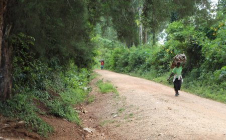 Fencing Kakamega Forest: A Landmark Step Toward Protection and Peaceful Coexistence