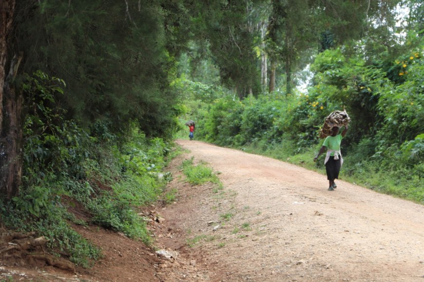Fencing Kakamega Forest: A Landmark Step Toward Protection and Peaceful Coexistence