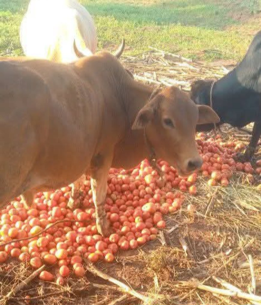Hard Economic Timing for Tomato Farmers Baringo