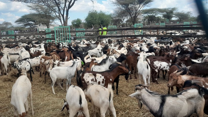 Baringo Farmers Pocket Ksh108M at Kimalel Goat Auction 2025