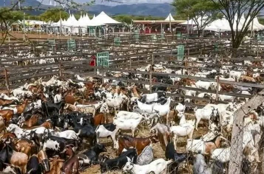 Curtains Certainly Fallen on Famous Kimalel Goat Auction Amid Pay Controversy