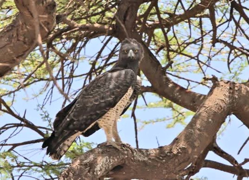 Baringo: The Pain of Rare Eagle Losing Her Only Chick