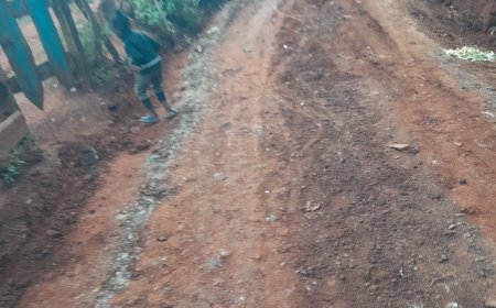 Rogue Bees Attack Injure Children, Grazing Goats in Kabarnet