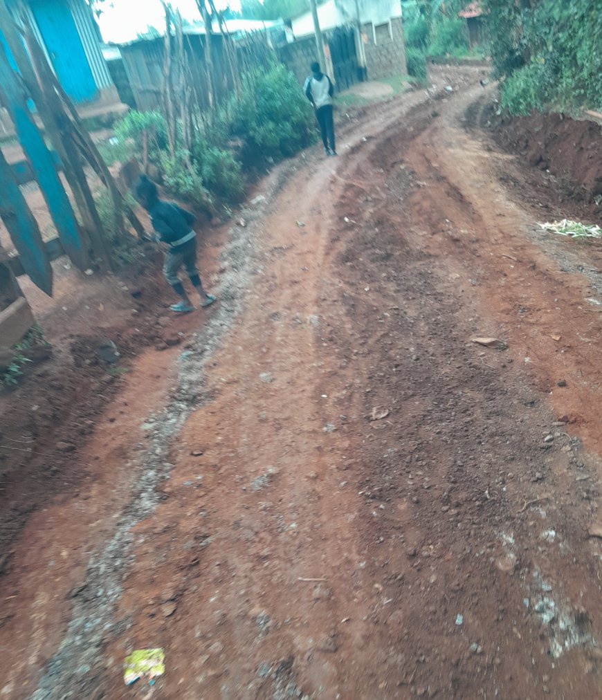 Rogue Bees Attack Injure Children, Grazing Goats in Kabarnet