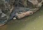 Panic as Two Crocodiles Spotted Basking at Perkerra River Below Marigat Bridge