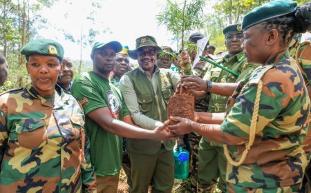 CS Ogamba: Tree Planting Could Generate Carbon Credit Millions to Fund Education