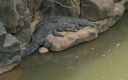 Panic as Two Crocodiles Spotted Basking at Perkerra River Below Marigat Bridge
