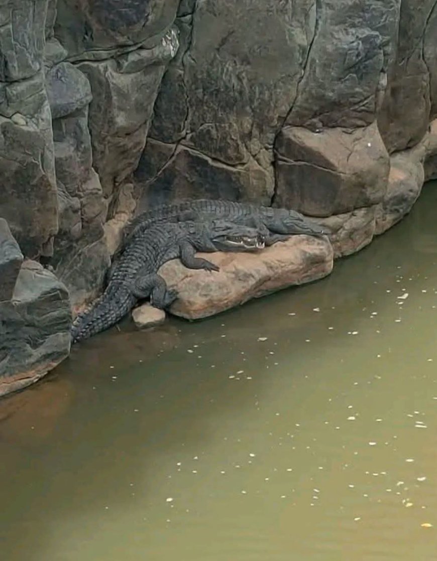 Panic as Two Crocodiles Spotted Basking at Perkerra River Below Marigat Bridge